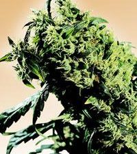 Northern Lights #5 x Haze Regular Seeds