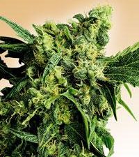 Mr Nice G13 x Hash Plant Regular Seeds - 10