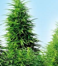 Ruderalis Skunk Regular Seeds