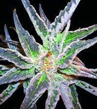 Space Feminised Seeds