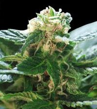 Colombian Gold Feminised Seeds