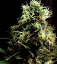 Kilimanjaro Feminised Seeds