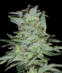 High Tension Feminised Seeds