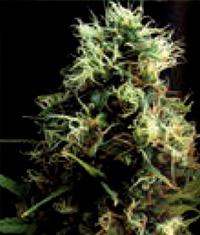 Kilimanjaro Feminised Seeds