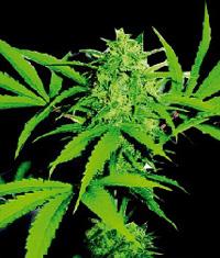 Wild Thailand Feminised Seeds
