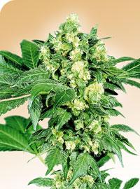 Afghani #1 Regular Seeds - Image 2