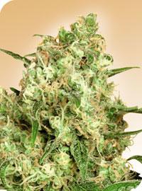 Maple Leaf Indica Regular Seeds - Image 2