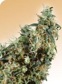 First Lady Regular Seeds - 10 - Image 2