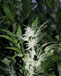 KC 39 Feminised Seeds - 5