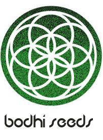 Love Dawg Regular Seeds - 11