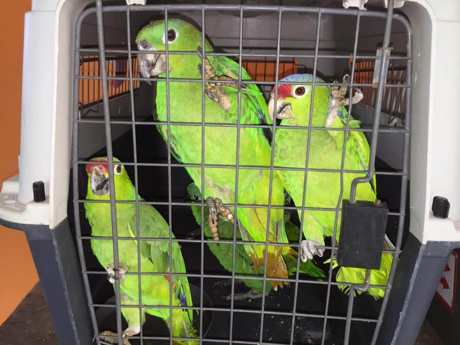 You are currently viewing Parrots