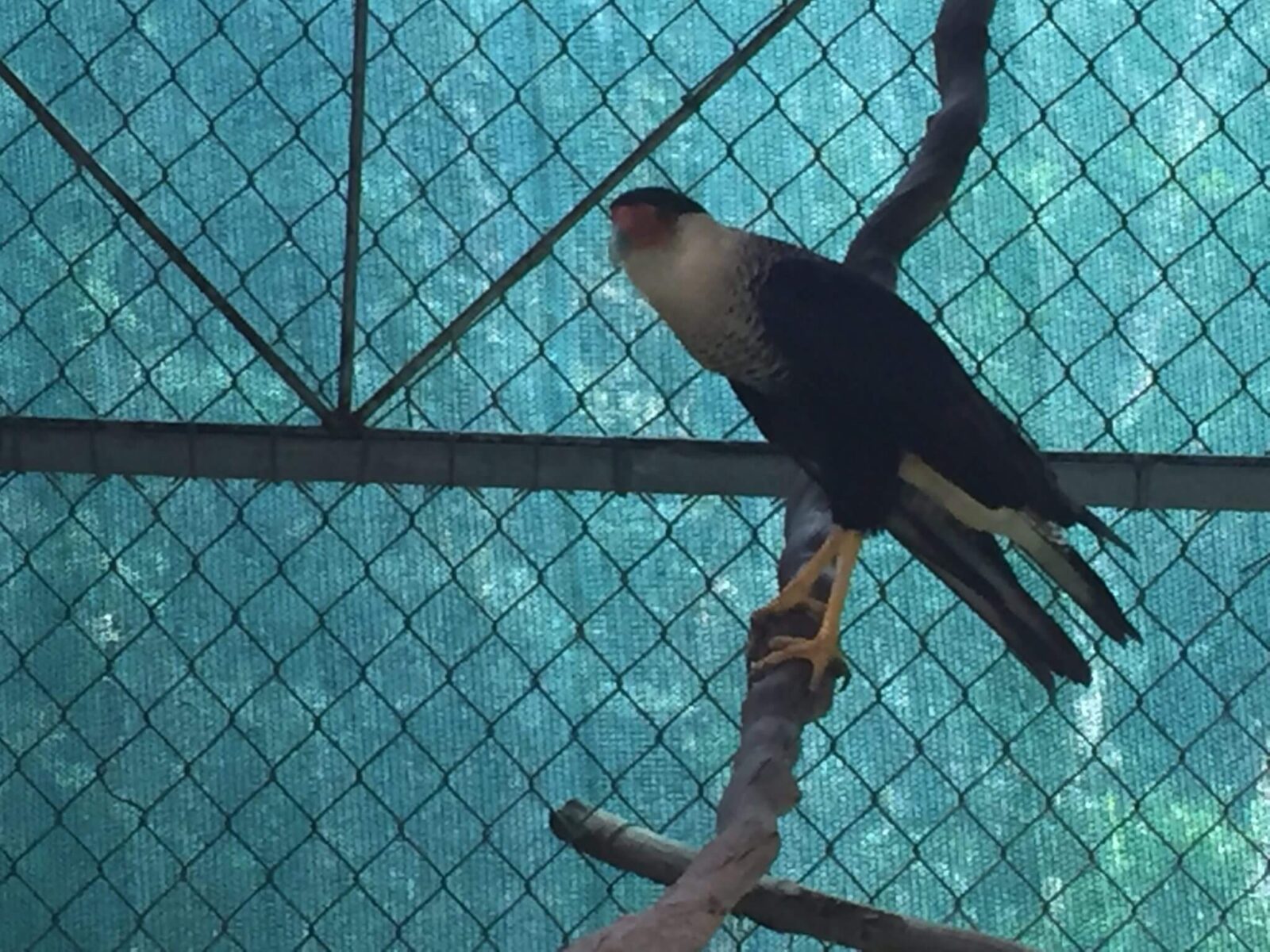 You are currently viewing Northern Crested Caracara <em> Caracara cheriway </em>