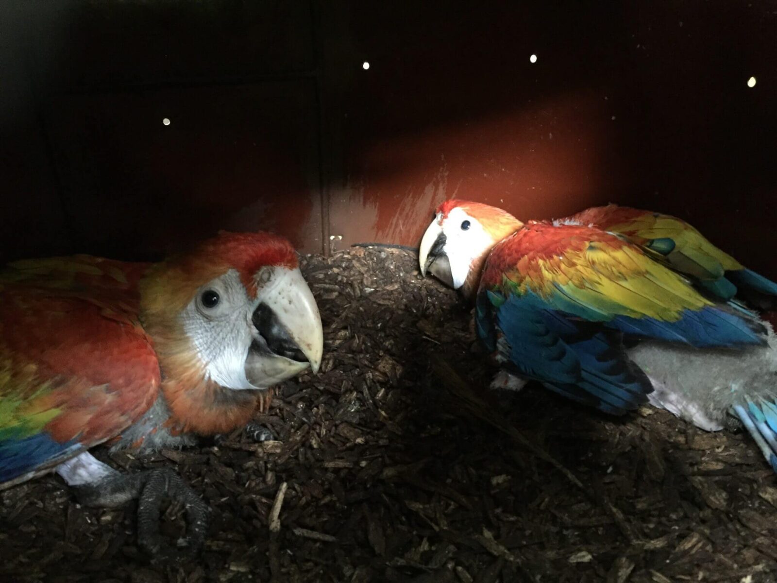 You are currently viewing Breeding of scarlet macaws in artificial nests.