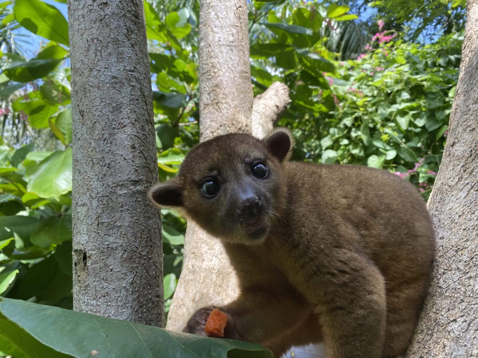 El Kinkajou en Costa Rica, NATUWA Santuario de animales silvestres