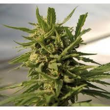 Critical # 47 Feminised Seeds