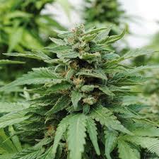 Karribean Mango (Karibena) Feminised Seeds