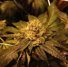 Kens Grand OG Regular by Grand daddy Purps