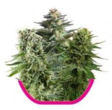 Feminized Mix Feminised Seeds