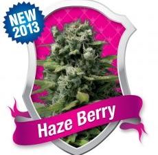 Haze Berry Feminised Seeds
