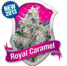 Honey Cream FAST Version Feminised Seeds