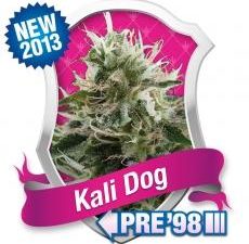 Kali Dog Feminised Seeds