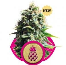 Pineapple Kush Feminised Seeds - RQS