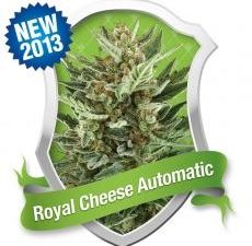 Royal Cheese Auto Feminised Seeds