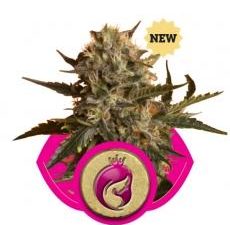 Royal Madre Feminised Seeds