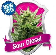 Sour Diesel Feminised Seeds - RQS