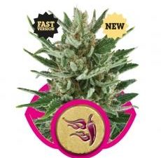 Speedy Chile FAST VERSION Feminised Seeds
