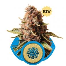 Euphoria CBD Feminised Seeds
