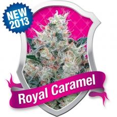 Honey Cream FAST Version Feminised Seeds