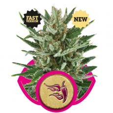 Speedy Chile FAST VERSION Feminised Seeds