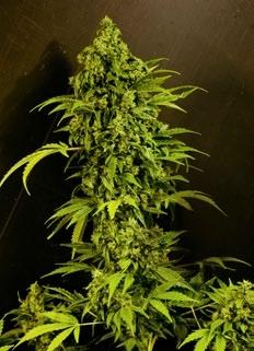 Mass Auto Feminised Seeds