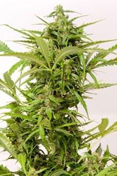 Mass Auto Feminised Seeds - Image 2