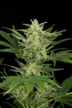Critical Jack Auto Feminised Seeds