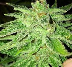 Strawberry OG Feminised Seeds - 6