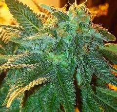 Alien OG Feminised Cannabis Seeds by Cali Connection