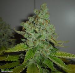SFV OG Kush Feminised Seeds - 6
