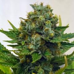Cinderella XX FEMINISED Seeds - 6