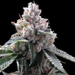 Florida Lemons Feminised Seeds
