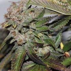 Hulk Smash Regular Seeds - 10