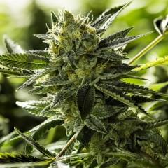 Lemon Goji O.G. Regular Seeds - 12