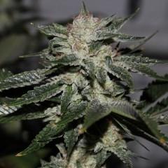 Original Bruce Banner Regular Seeds - 10