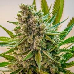 Princess Haze Regular Seeds - 12