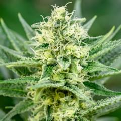 Queen of Soul Regular Seeds - 12