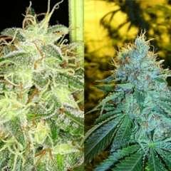 Silver Kush Feminised Seeds
