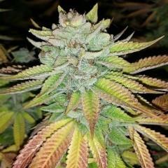 Tha Melon Regular Seeds - 12