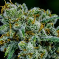 Apollo Eleven Regular Seeds - 12