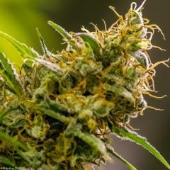 Apollo Haze Regular Seeds - 12